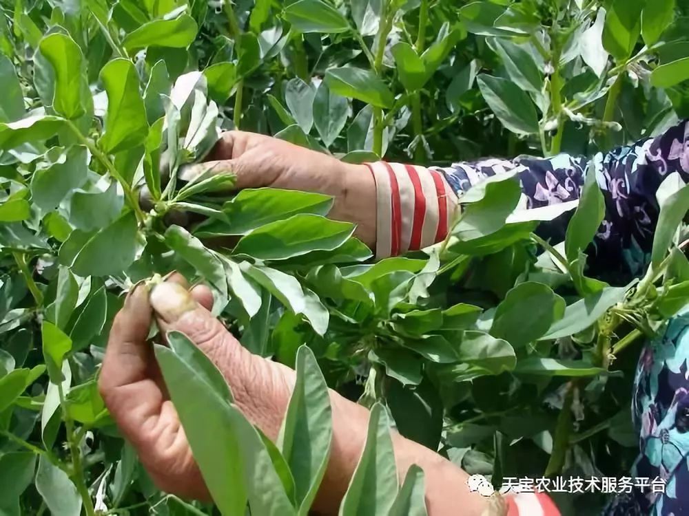 十三种常见作物的掐尖和打杈介绍!