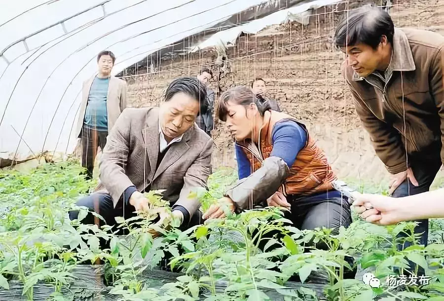 杨凌世界杯(球迷们！这个“大力神杯”是杨凌滴……)