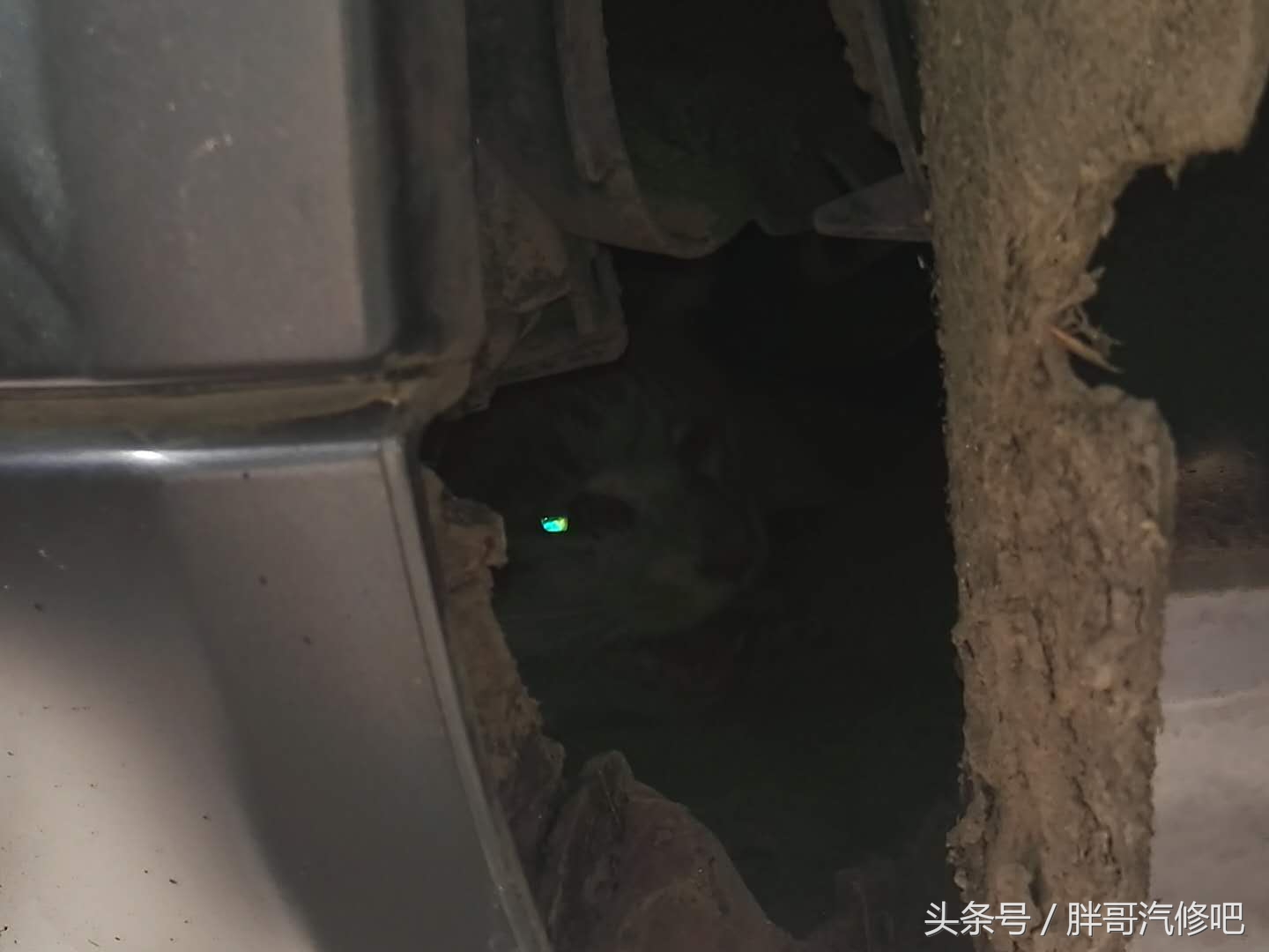 野猫钻进奥迪保险杠里面胖哥好不容易救出来，你又钻进面包车里面