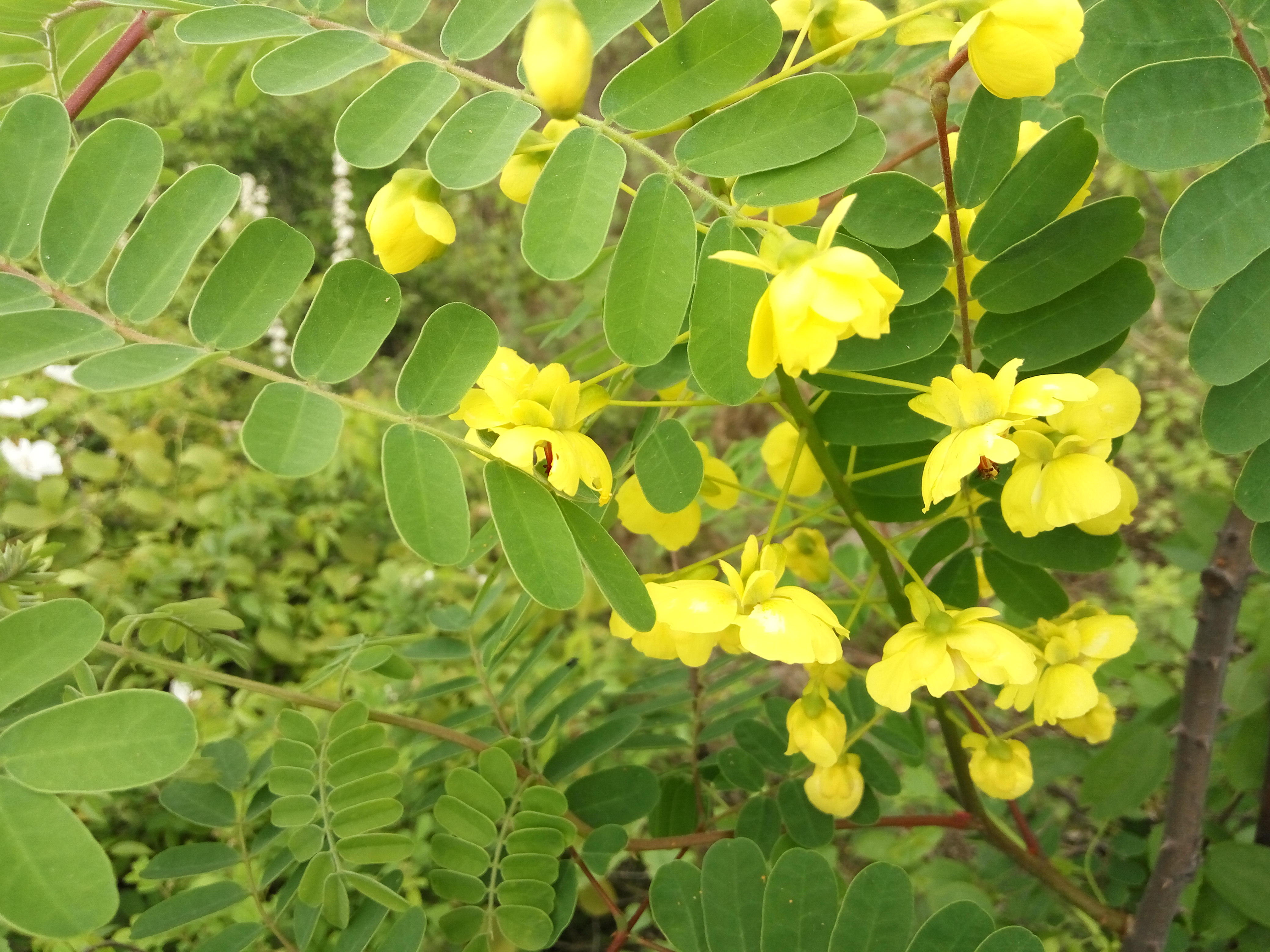 它叫老虎刺,全身长刺农民讨厌,果实是中药,有止咳化痰的作用