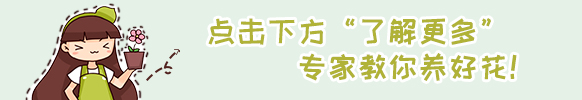 这几种植物,简单打理都能长,还是抗辐射的小能手!