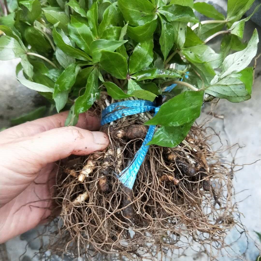 重楼16年的鲜货价格一亩地收益约20万