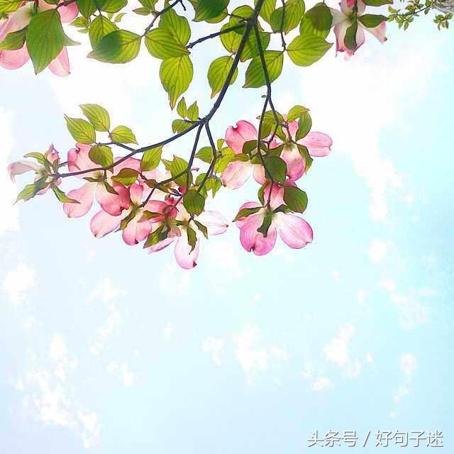 唯美好句子大全 笑而不语是一种豁达，痛而不言是一种修养图片