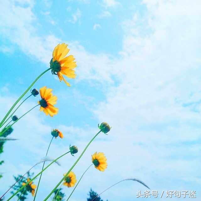 唯美好句子大全 笑而不语是一种豁达，痛而不言是一种修养图片