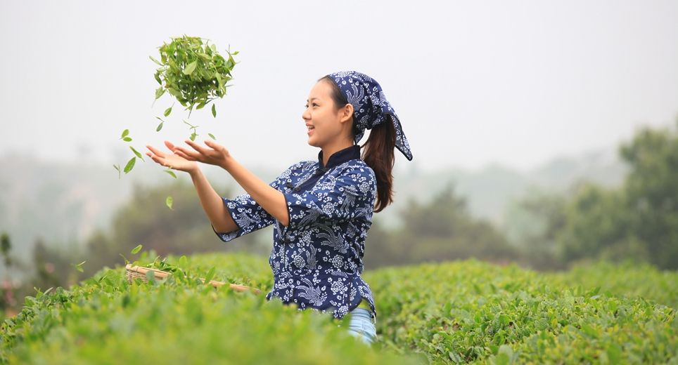 日照绿茶开抢了！88元/斤！错过这次再等一年