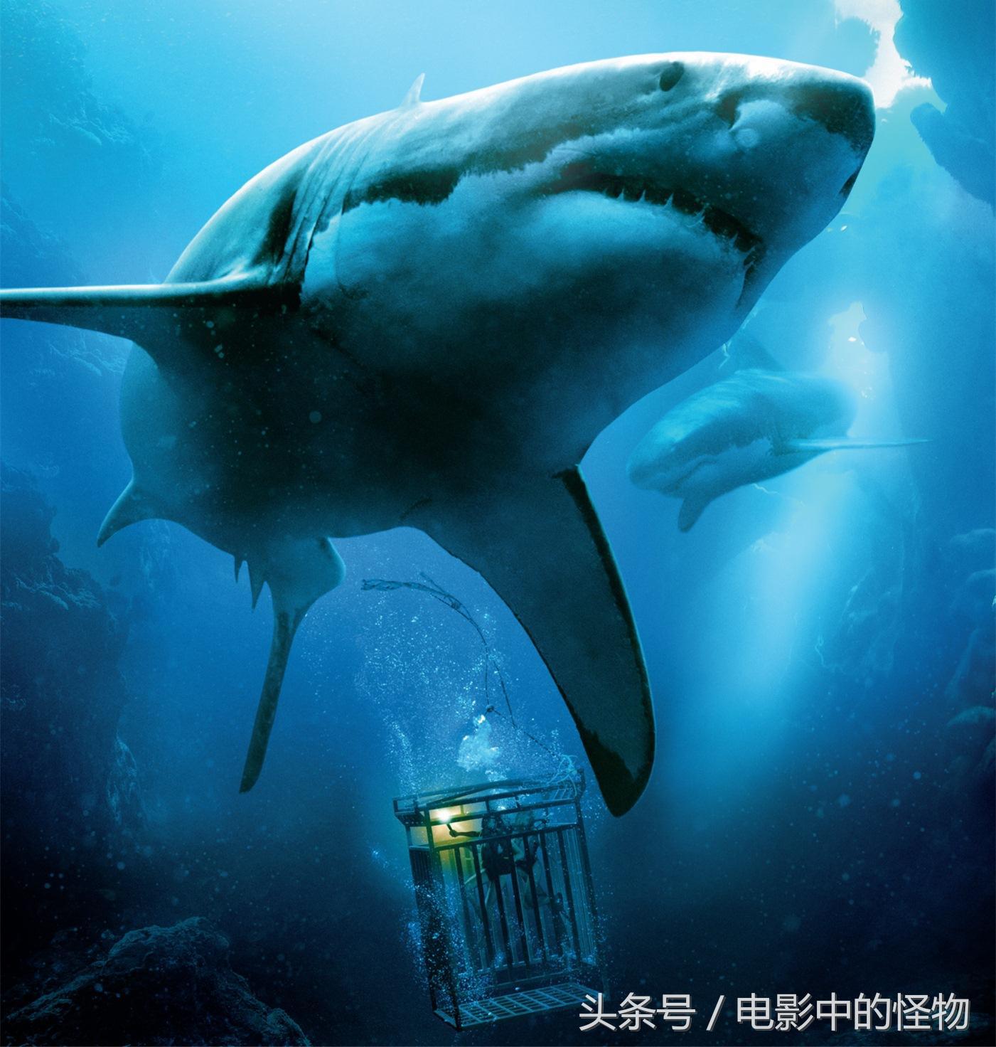除了《巨齿鲨》，接下来我们还能看到哪些鲨鱼电影？