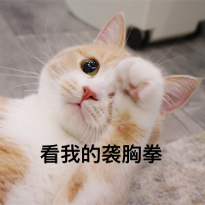 超级无敌萌猫