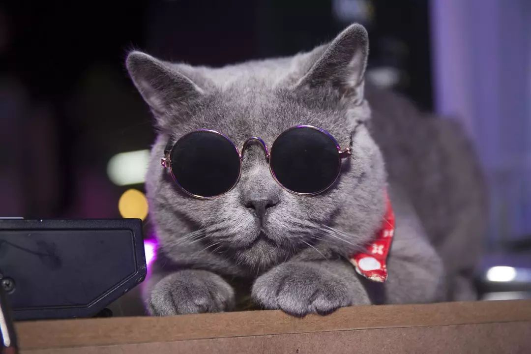 房东的猫:多想再见你,哪怕匆匆一眼就别离