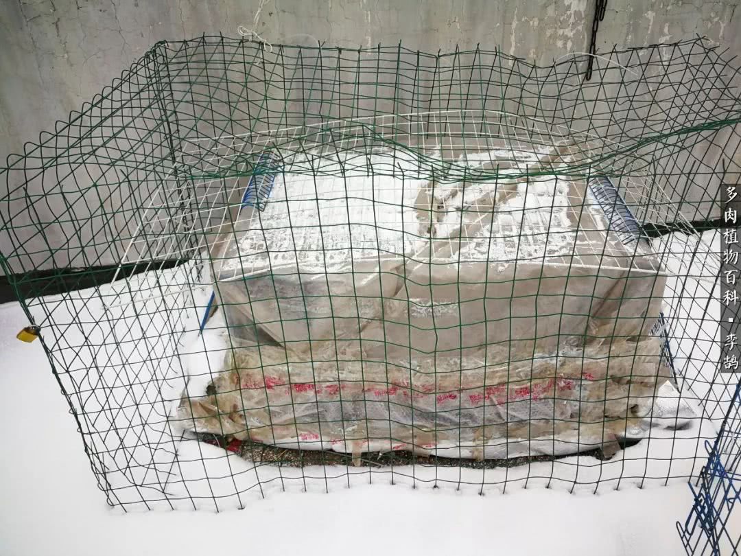 从只求多肉不死到养出状态，我的多肉露养之路！