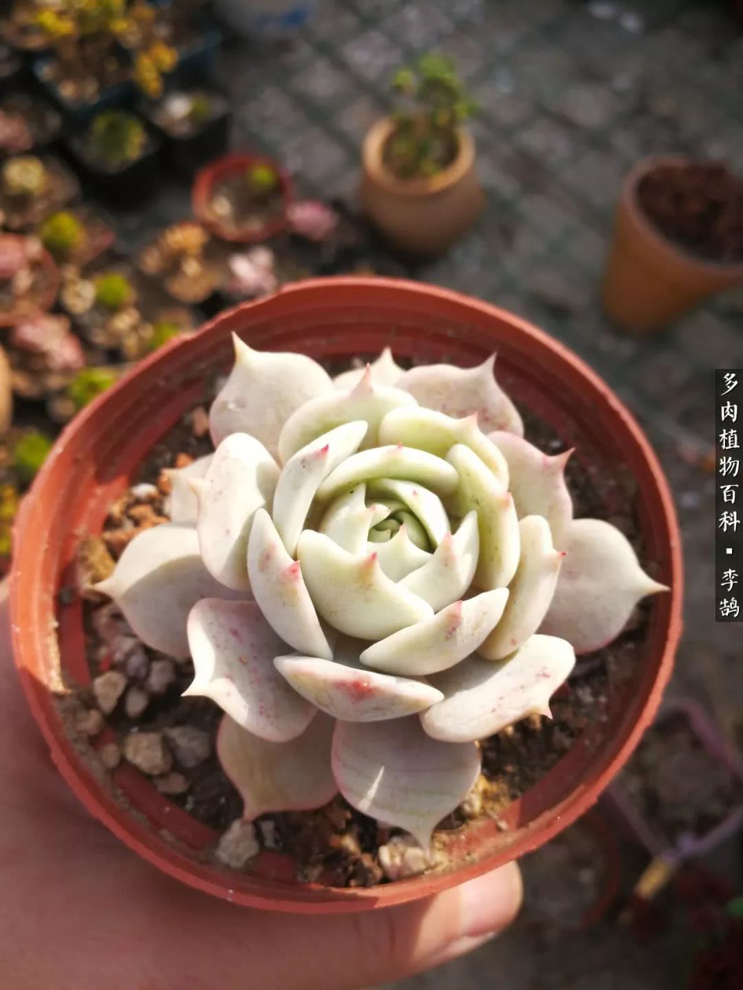 从只求多肉不死到养出状态，我的多肉露养之路！