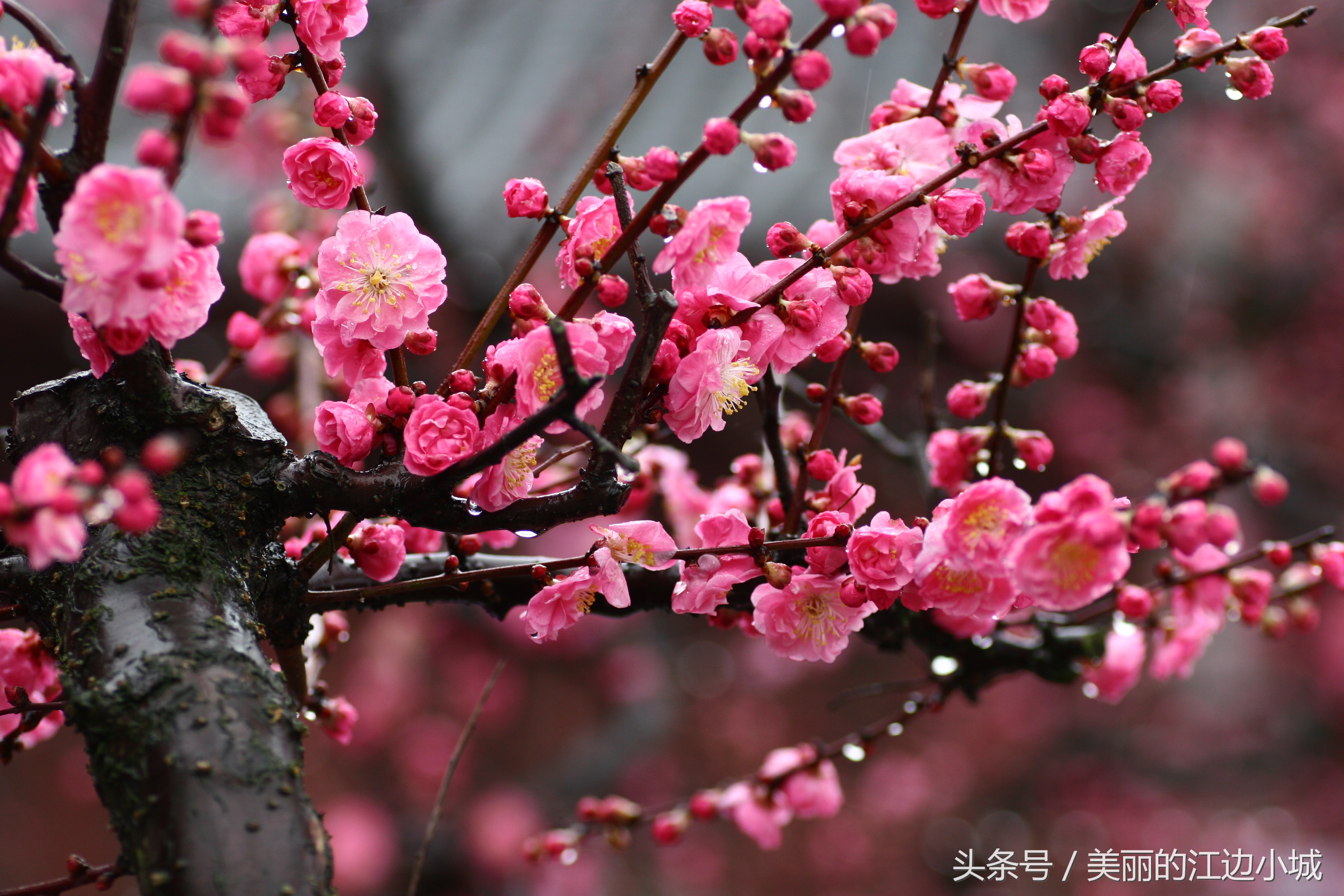 中国十大名花评选：梅花、牡丹、菊花等传统名花各具特色，你最钟爱哪一种？
