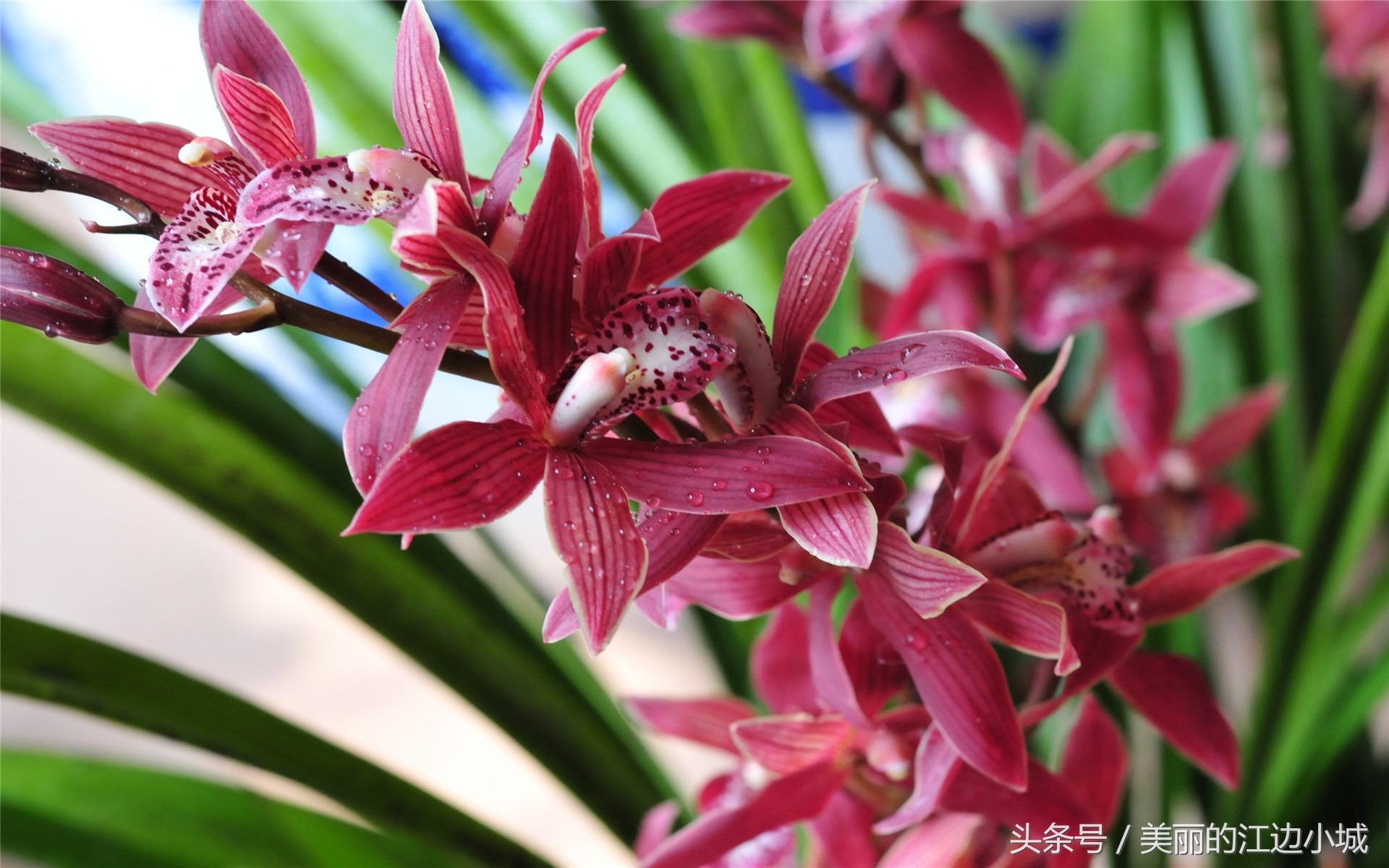 中国十大名花你喜欢哪个？沁人心脾、花之芬芳，别说一个没见过