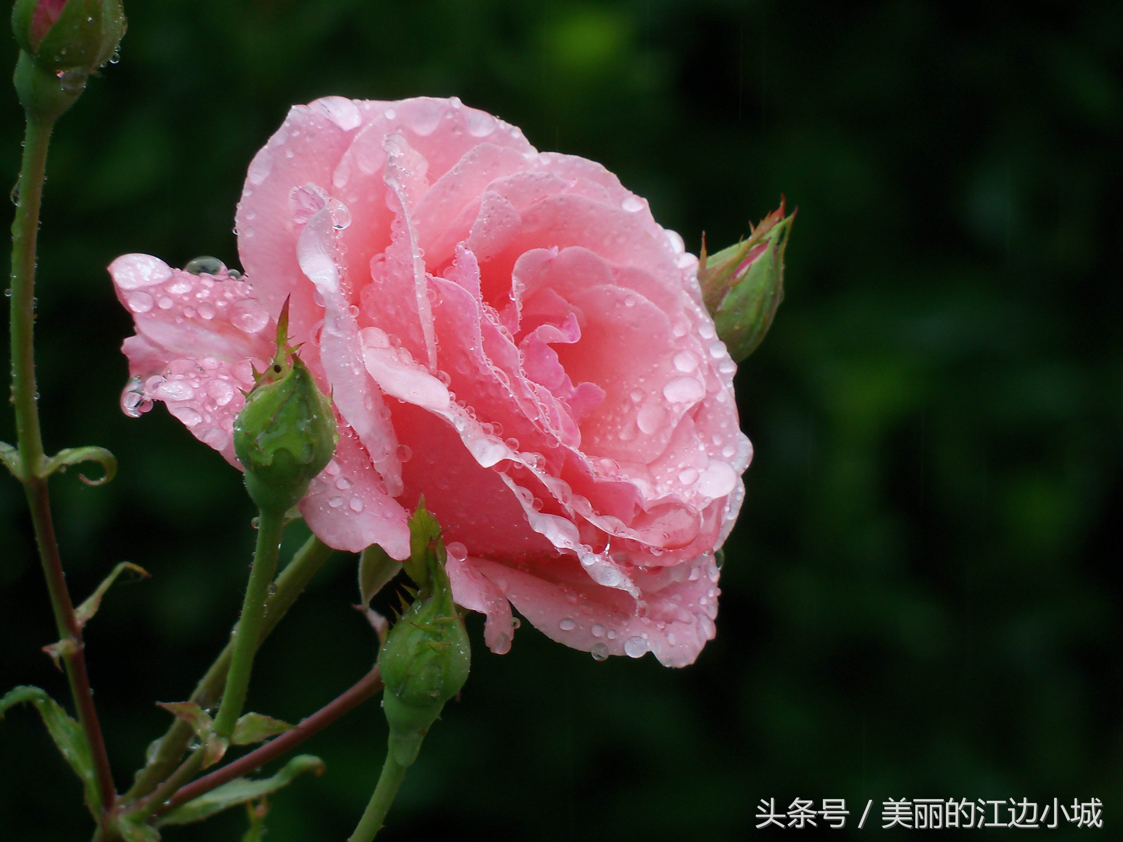 中国十大名花你喜欢哪个？沁人心脾、花之芬芳，别说一个没见过