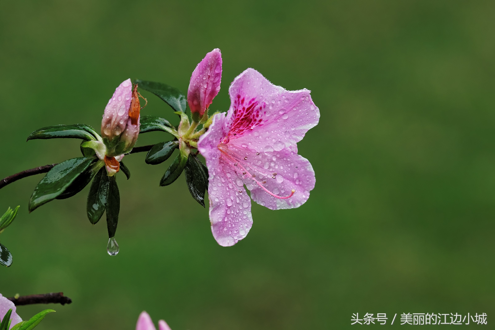 中国十大名花你喜欢哪个？沁人心脾、花之芬芳，别说一个没见过