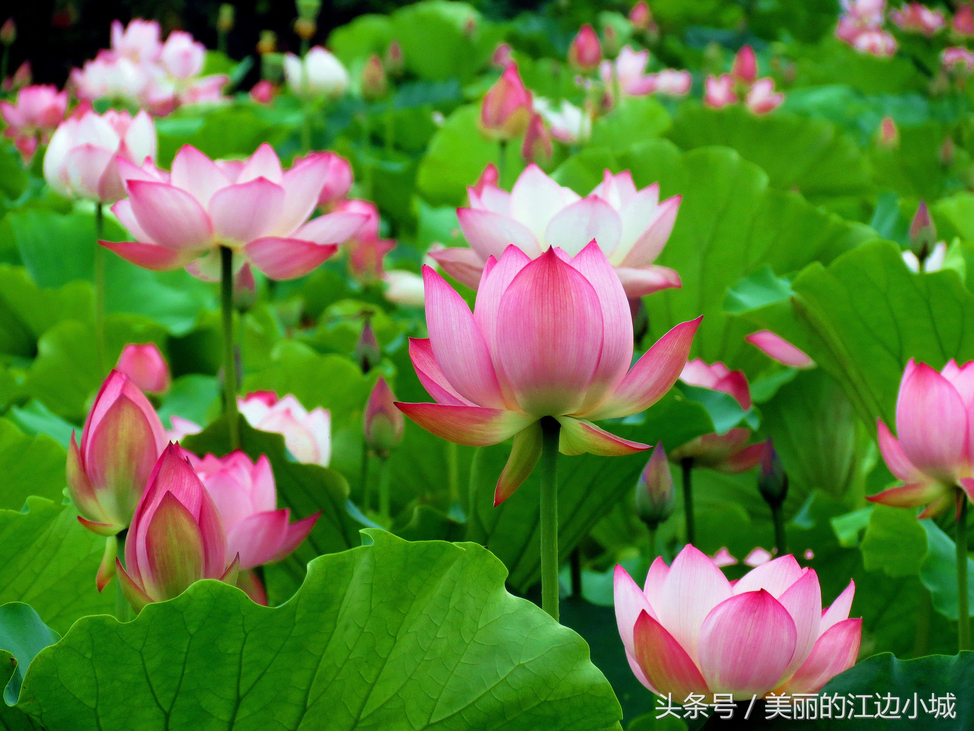中国十大名花你喜欢哪个？沁人心脾、花之芬芳，别说一个没见过
