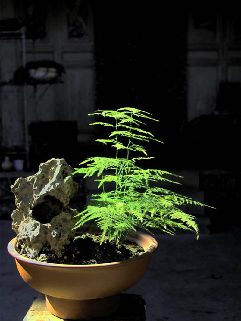 文竹有"仙气",摆放得讲究,摆这3个位置,书香浓,运势佳!