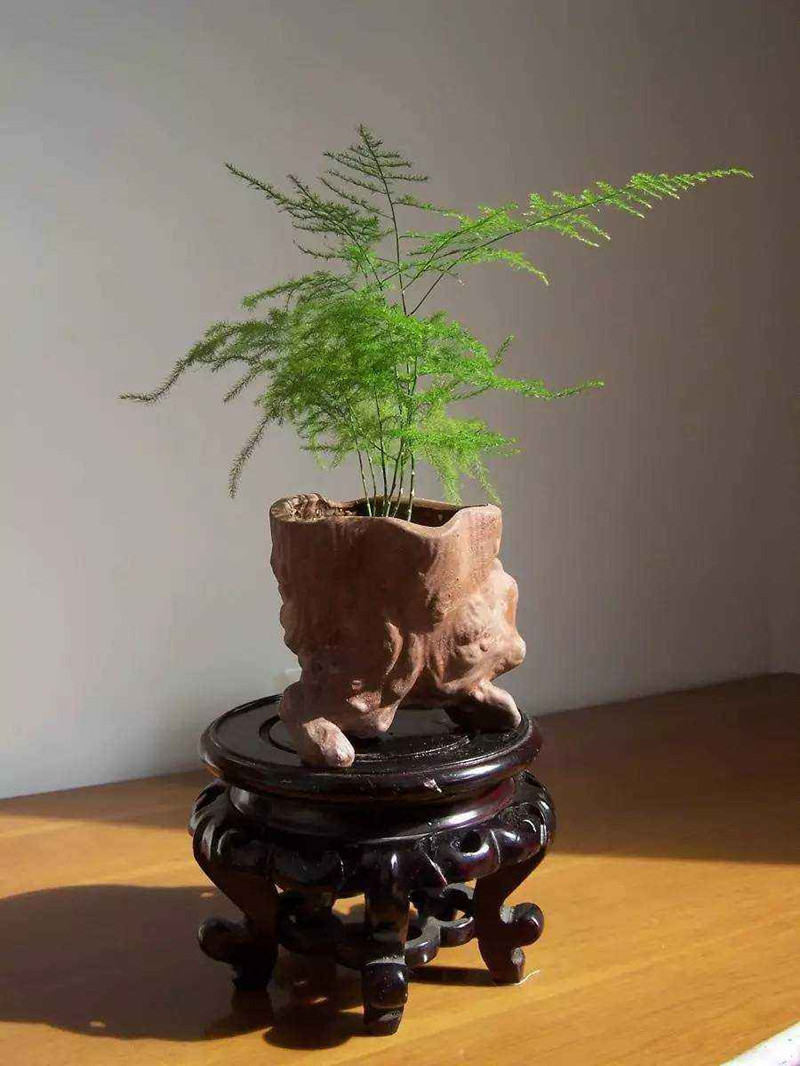 文竹寓意什麼兆頭風水(如何養文竹才能變得又高又綠)--亞聖國學網