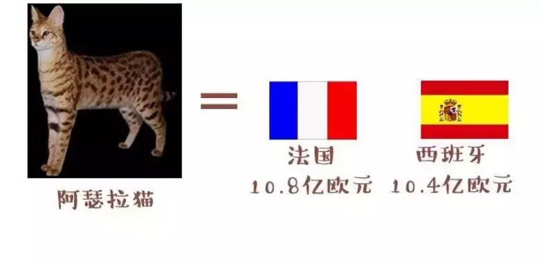 猫咪为什么打世界杯(世界杯球队和猫咪的身价对比，关于中国队的象征，那可是无价之宝)