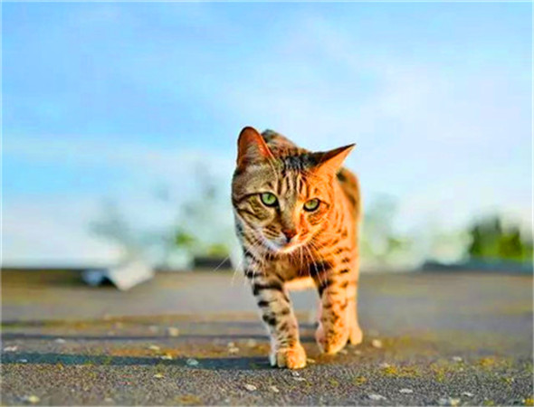 猫咪为什么打世界杯(世界杯球队和猫咪的身价对比，关于中国队的象征，那可是无价之宝)