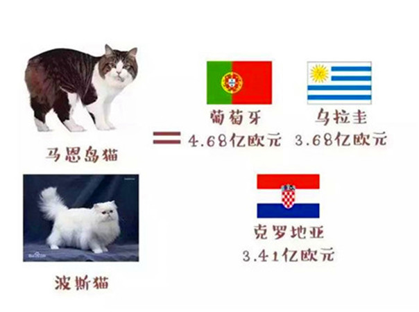 猫咪为什么打世界杯(世界杯球队和猫咪的身价对比，关于中国队的象征，那可是无价之宝)