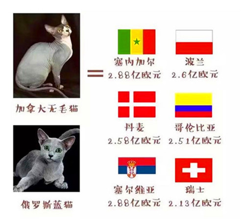 猫咪为什么打世界杯(世界杯球队和猫咪的身价对比，关于中国队的象征，那可是无价之宝)