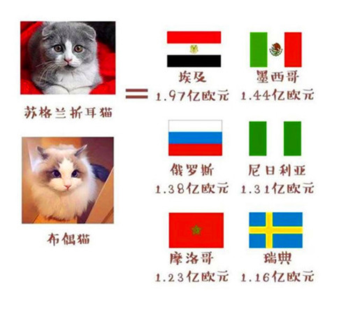 猫咪为什么打世界杯(世界杯球队和猫咪的身价对比，关于中国队的象征，那可是无价之宝)