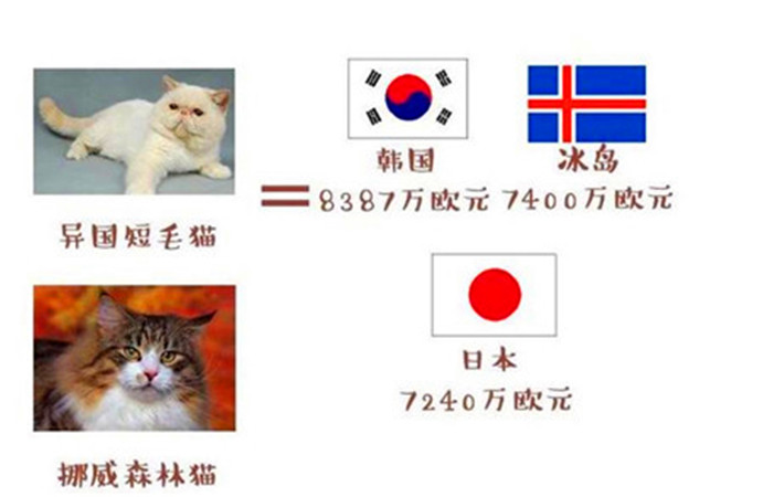 猫咪为什么打世界杯(世界杯球队和猫咪的身价对比，关于中国队的象征，那可是无价之宝)