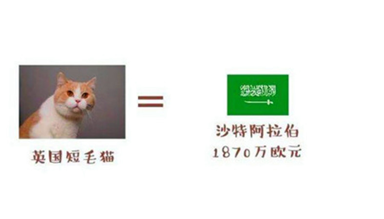 猫咪为什么打世界杯(世界杯球队和猫咪的身价对比，关于中国队的象征，那可是无价之宝)