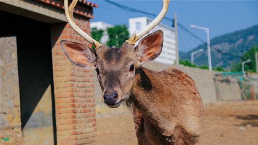 小煤球有大能量——中国矿业大学