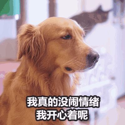 我很好，我没事，玩你的游戏去吧「口是心非表情包」