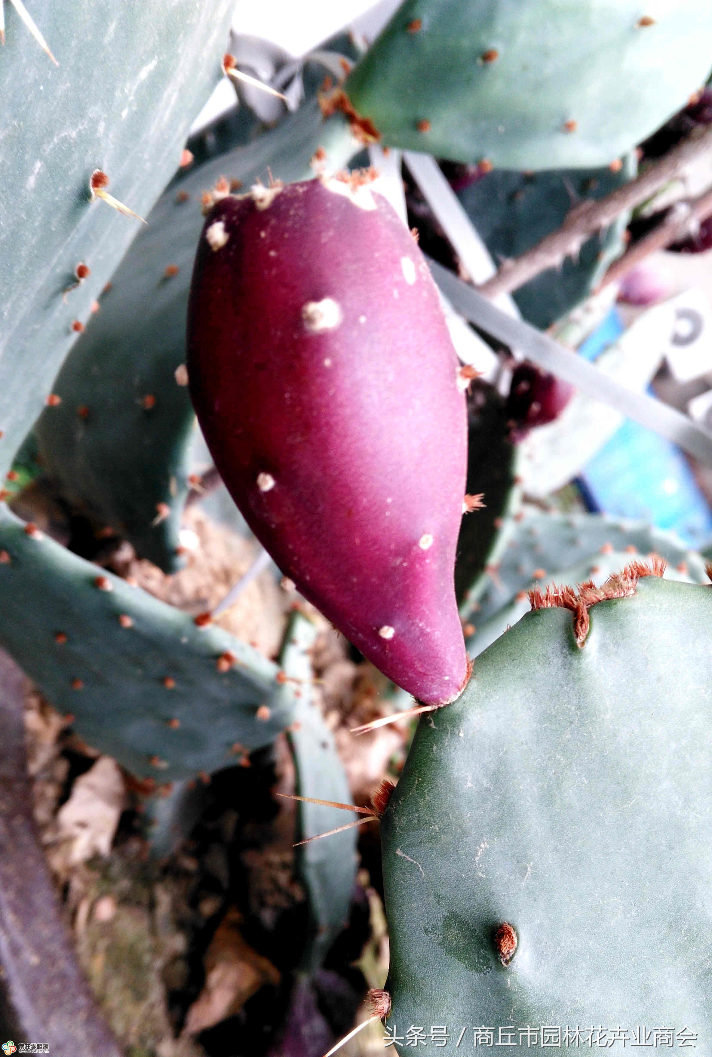 仙人掌可以食用和药用,这些好处一定要了解!