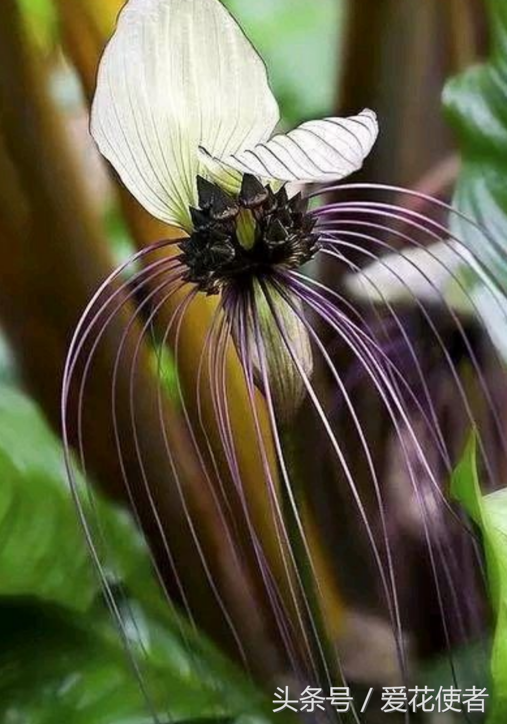 長着 觸須 的花 隻見一次 就愛上了它們 天天看點