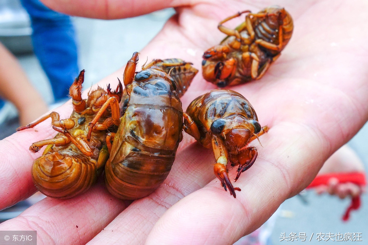 农村里哪些昆虫能吃?这六大野味可遇不可求,有的一盘就数百元!