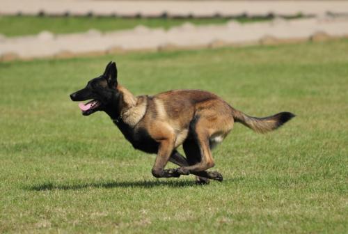 世界杯马犬第五名(比利时马犬面对日本秋田犬会是什么结果，几乎所有球迷……)