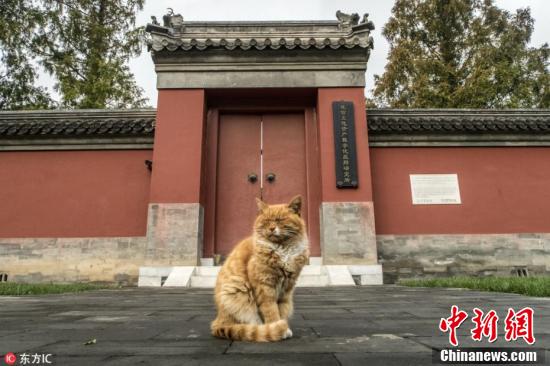 2日故宫猫世界杯预测(故宫网红猫去世 曾连续6次成功预测世界杯比赛胜负)