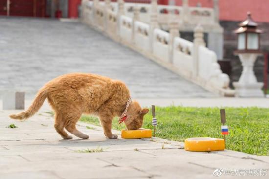 2日故宫猫世界杯预测(故宫网红猫去世 曾连续6次成功预测世界杯比赛胜负)