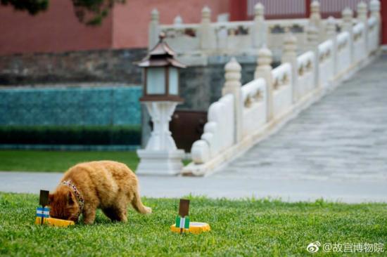 2日故宫猫世界杯预测(故宫网红猫去世 曾连续6次成功预测世界杯比赛胜负)