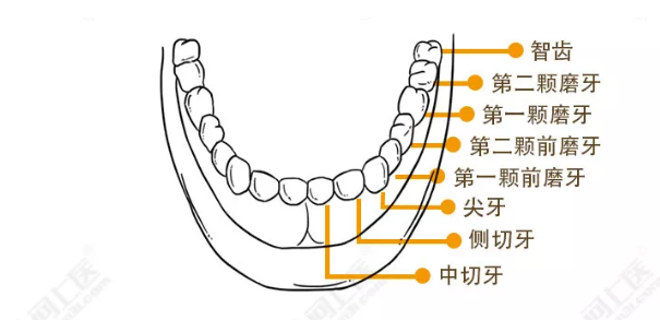 智齿疼起来要命咋解决？不拔脸会变大？看完你就门儿清