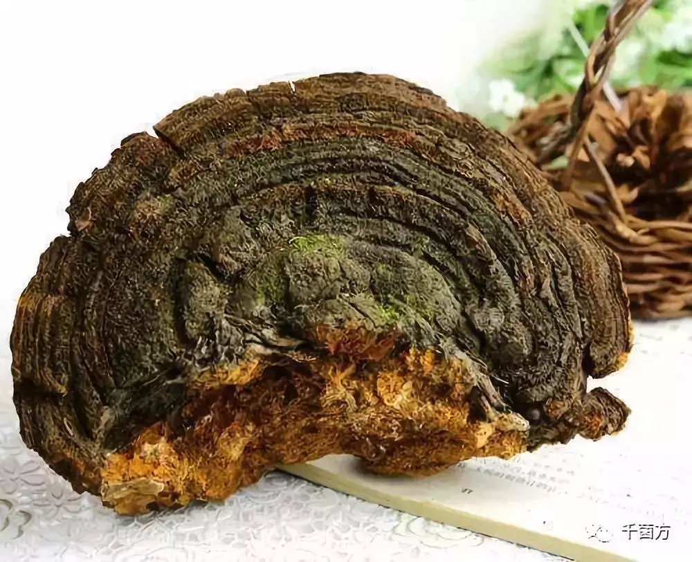 桑黄通过提高机体免疫力而杀死癌细胞,与化疗配合使用,可提高治疗效果