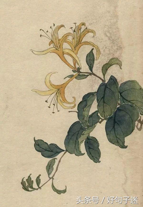 美到窒息的古风句子  你本无意穿堂风，却偏偏孤倨引山洪图片