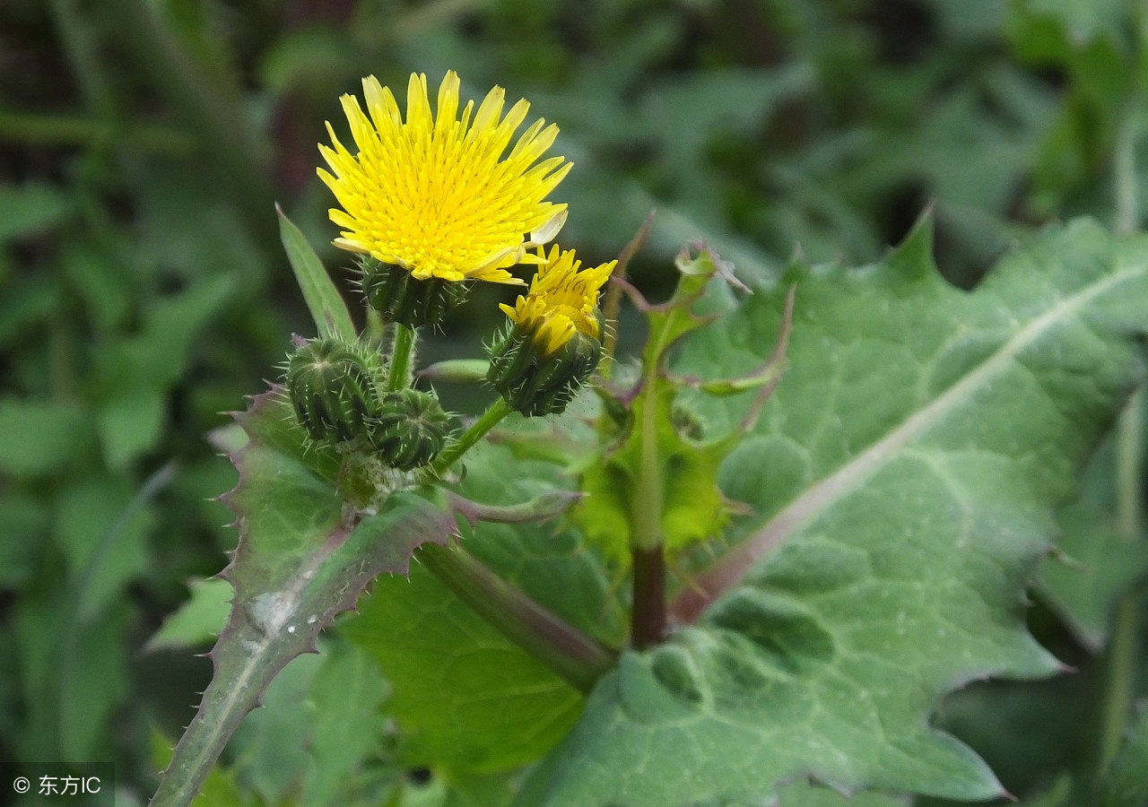 从前在农村老家吃的几种清凉解毒的苦菜,全吃过的至少30岁以上