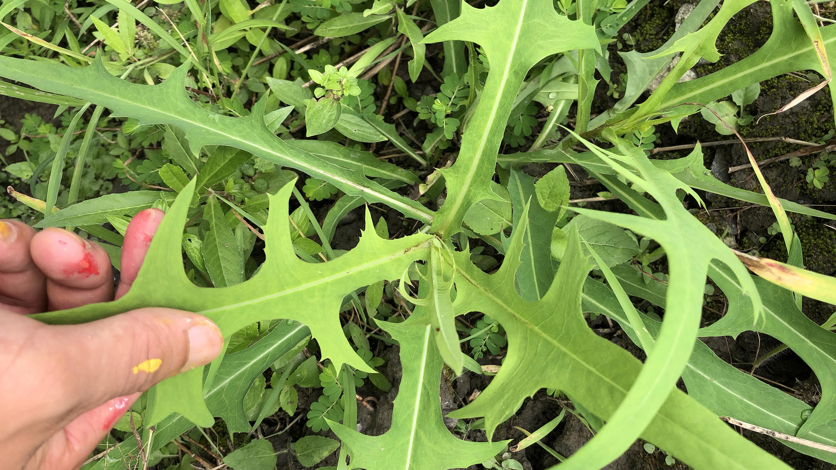 另一种就是苦苣菜了