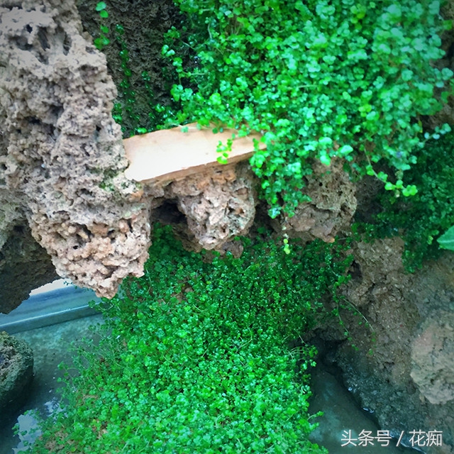 买回来的珍珠草很好栽种,但是在栽种前需要简单处理一下上水石,根据