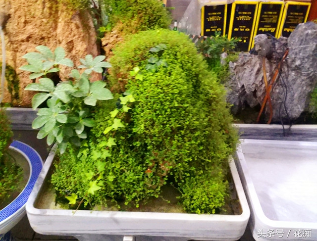 平时一定要保持盆中有充足的水分,水分很容易就被上水石吸收到珍珠草