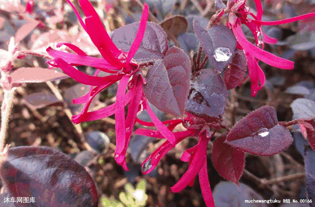 言多必失，祸从口出，人活着不能说的六句话！（句句在理）