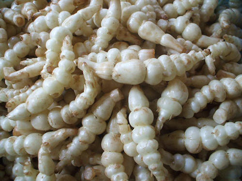 地榴子又叫地葫芦,地葫芦根浅性,根长不过10厘米,地上部直立,接触地面