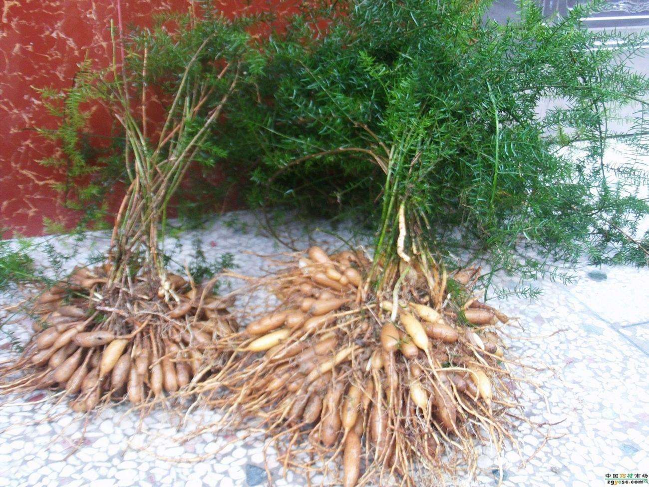 每日一本草——天冬