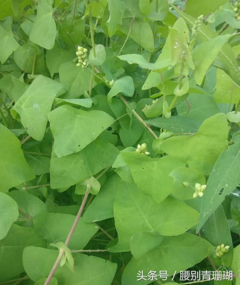 貓爪刺其實是四川這邊的叫法,真正的名字叫做扛板歸,別名: 刺犁頭