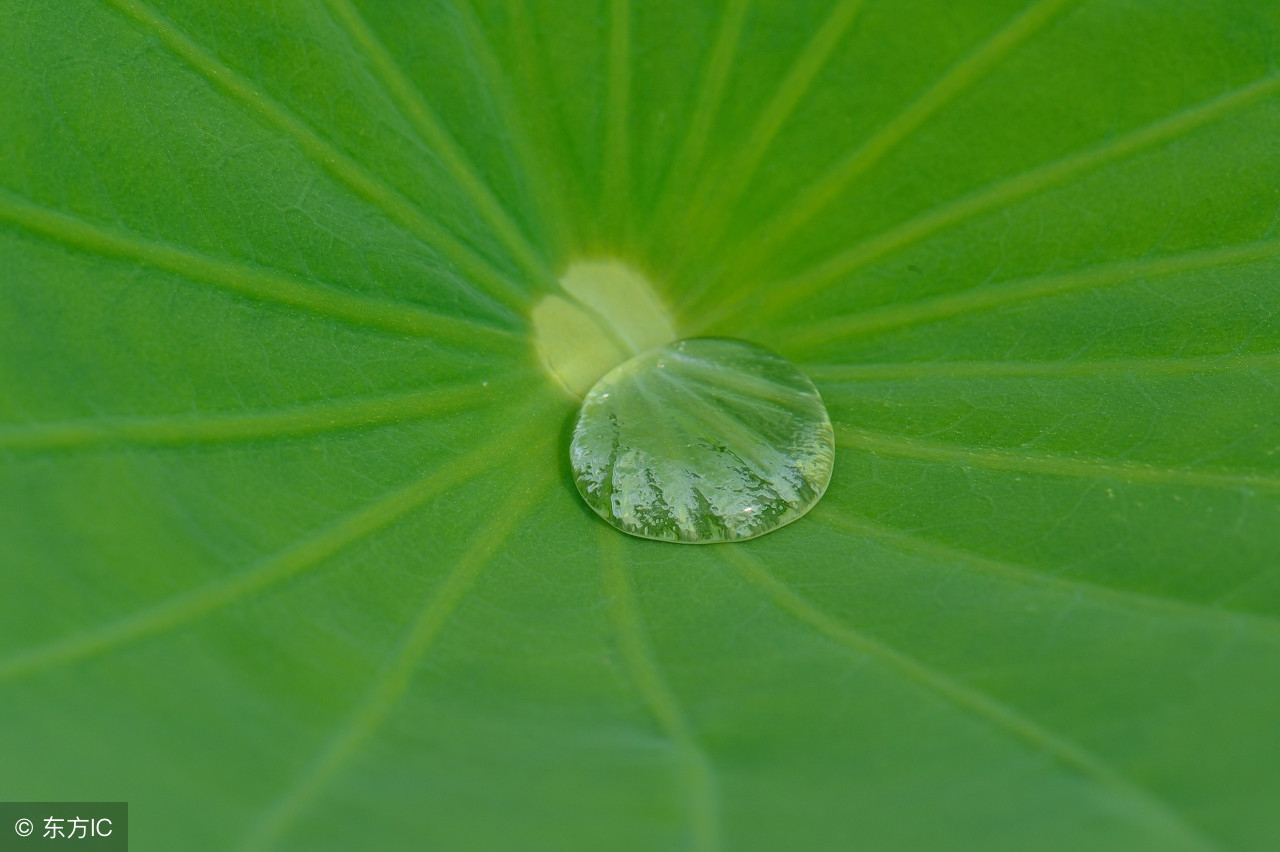 荷叶上的露珠：晶莹剔透“荷”世界 大珠小珠落玉盘
