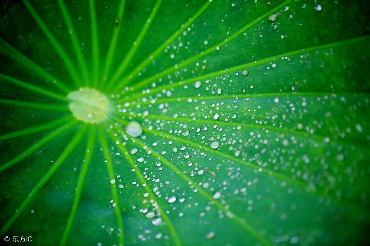 荷叶上的露珠：晶莹剔透“荷”世界 大珠小珠落玉盘